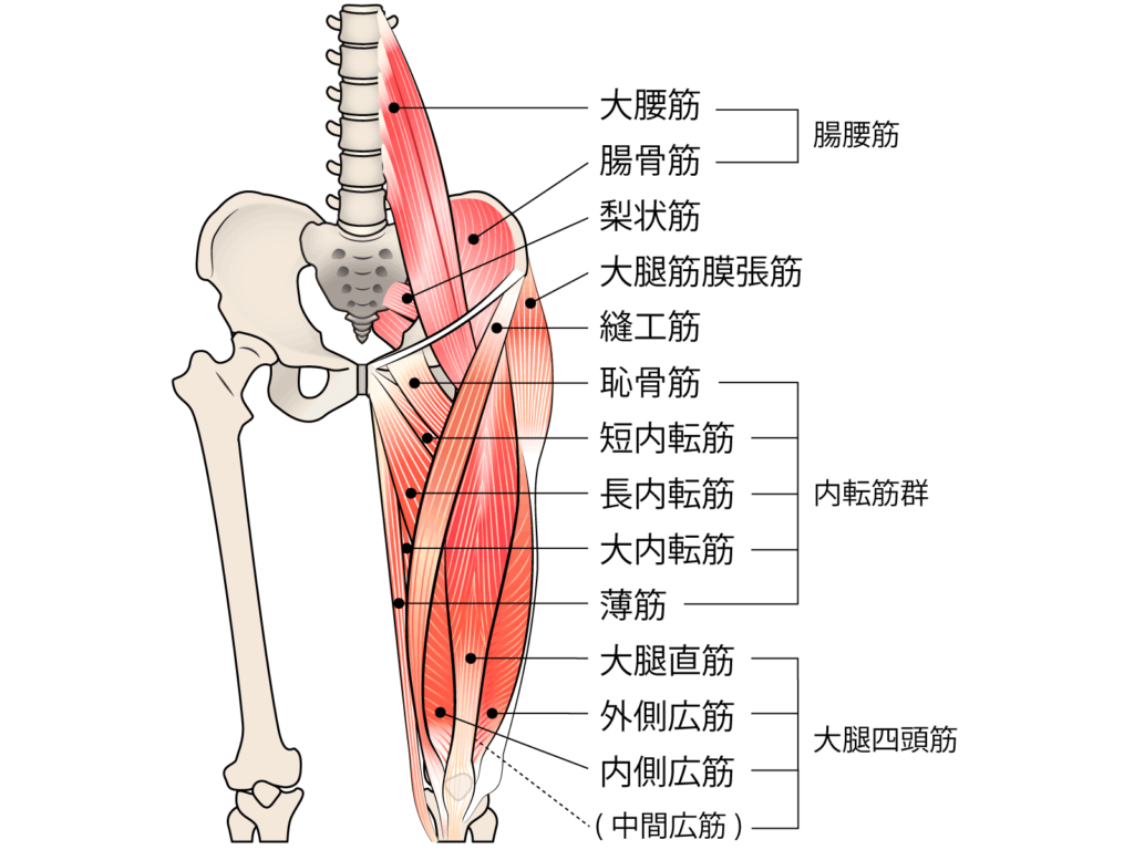 股関節周囲の筋肉